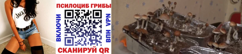 Купить закладки  Ставрополь  Псилоцибиновые грибы мицелий 